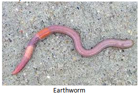 earthworm