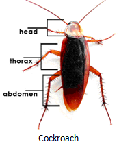 cockroach