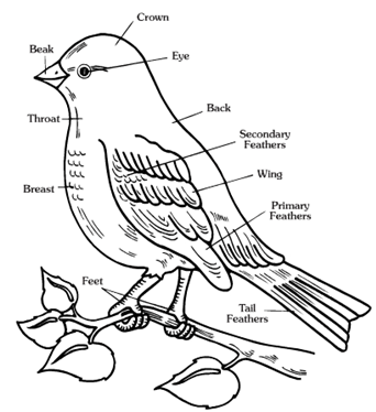 birds
