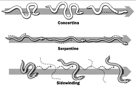 snake