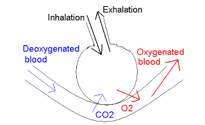 respiration