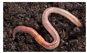 earthworm