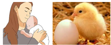 reproduction
