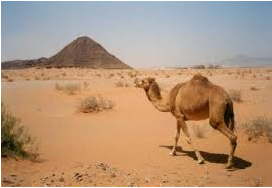 adaptation in camel