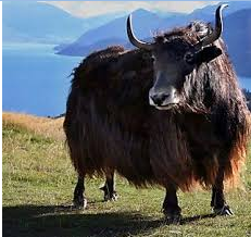 adaptation of yak