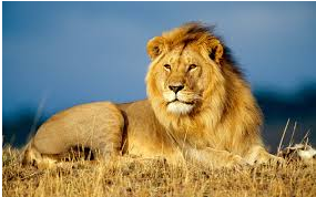 adaptation in lion