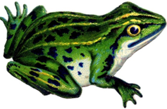 frog