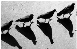 shadows