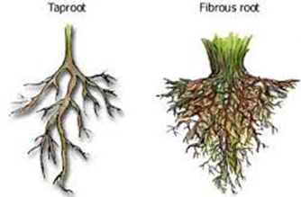 fibrous root