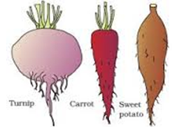 modification of roots
