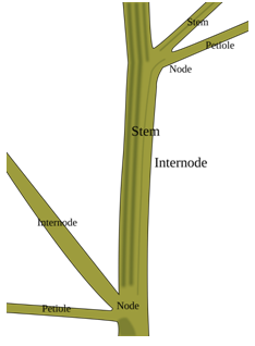 stem