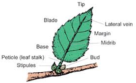 leaf