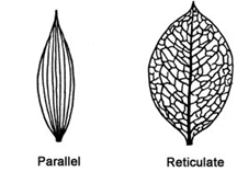 types of venation