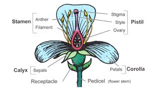 flower