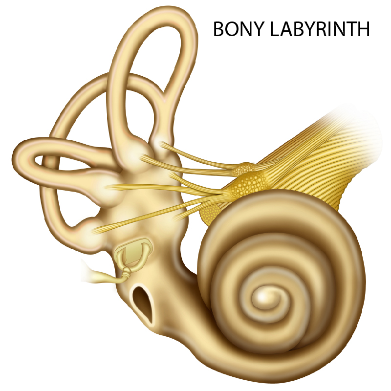 Bony Labyrinth