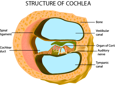 Cochlea