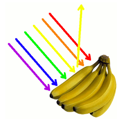 https://water.me.vccs.edu/courses/env211/changes/banana.gif
