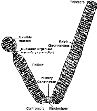 structure and parts of chromosome at anaphase