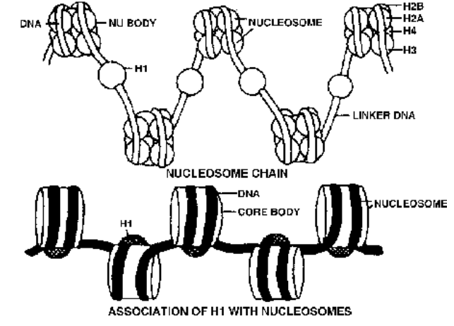 nucleosomes and solenoid