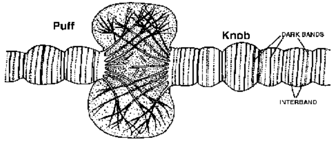 polytene chromosome showing a puff