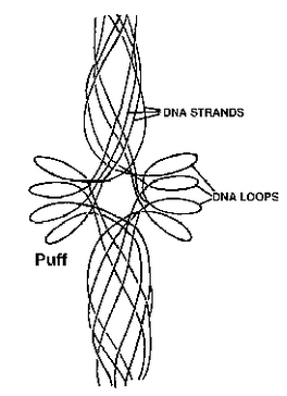 Lampbrush Chromosomes