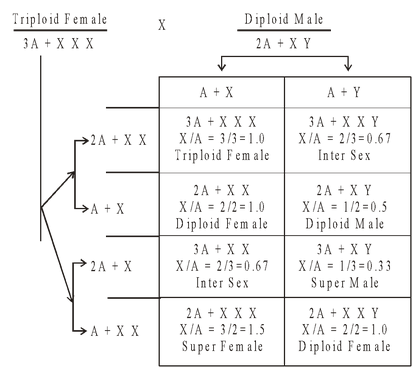 Genic  balance concept of sex determination