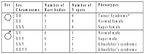 Sex Chromatin in Interphase Nuclei