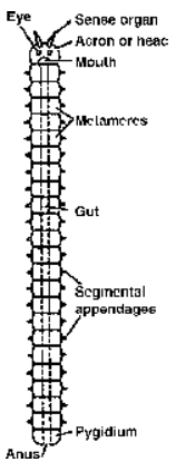 Metamerism and Germ Layers