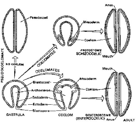 Body Cavity or Coelom