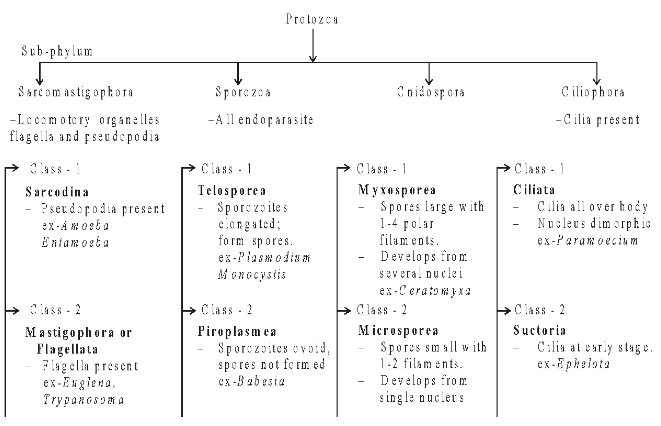 Classification Of Protozoa Lesson Explainer: Kingdom Protista | Nagwa
