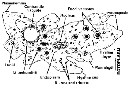 Some Representatives of Phylum Protozoa