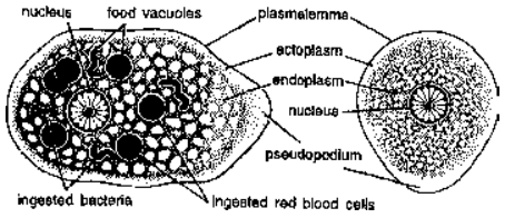 Some Representatives of Phylum Protozoa