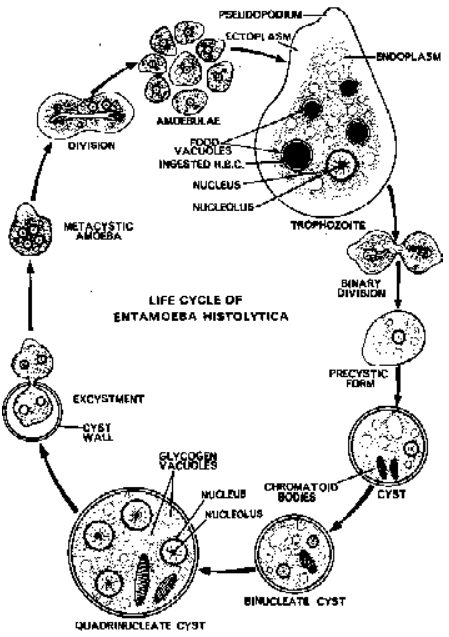 Some Representatives of Phylum Protozoa