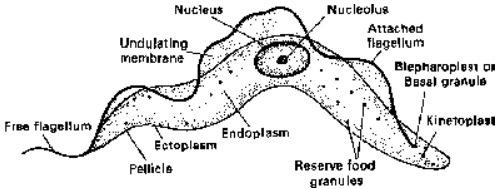 Some Representatives of Phylum Protozoa