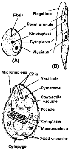 Some Representatives of Phylum Protozoa