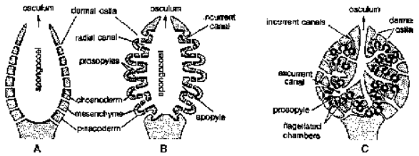 Canal System and Skeleton