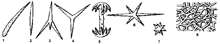 Canal System and Skeleton