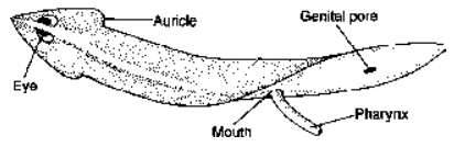 General Topics (Dugesia, Schistosoma, fasciola, Taneia solium)