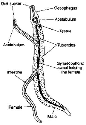 General Topics (Dugesia, Schistosoma, fasciola, Taneia solium)