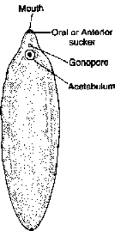 General Topics (Dugesia, Schistosoma, fasciola, Taneia solium)