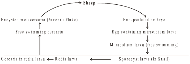 General Topics (Dugesia, Schistosoma, fasciola, Taneia solium)