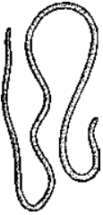 Some representatives of Nematoda