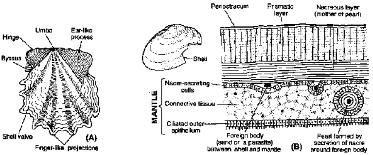 Phylum Mollusca