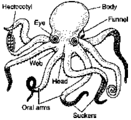Phylum Mollusca