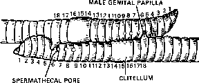 Reproductive System of Earthworm