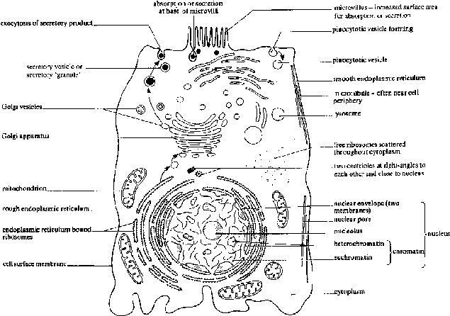 Cell organization