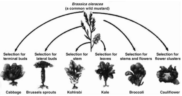 Principle of Natural Selection