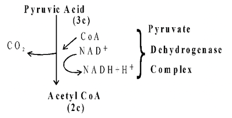 Aerobic Respiration