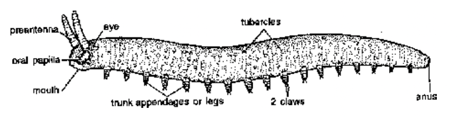 Phylum Arthoropoda
