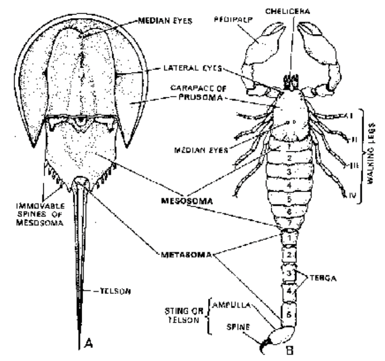 Phylum Arthoropoda